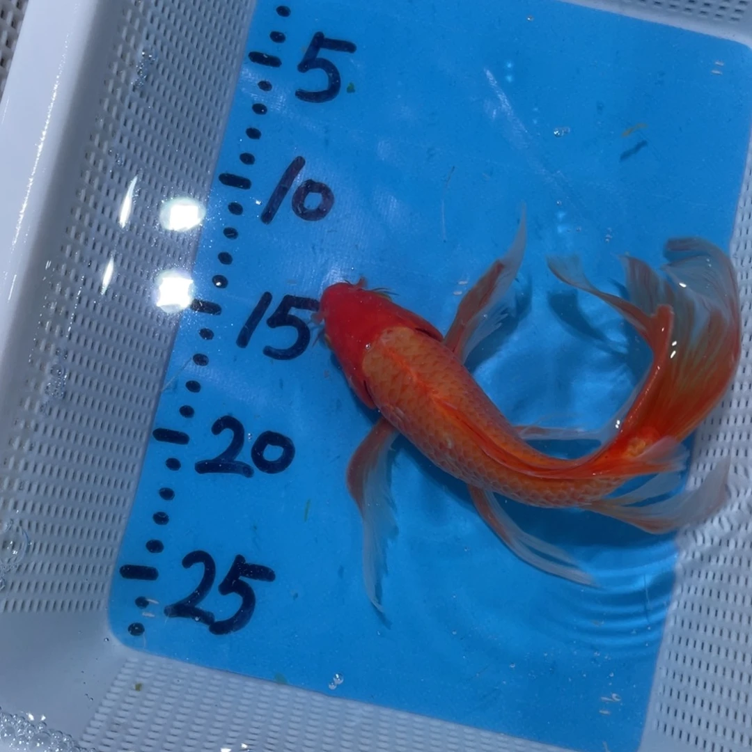锦鲤锦鲤蝴蝶包邮包邮包