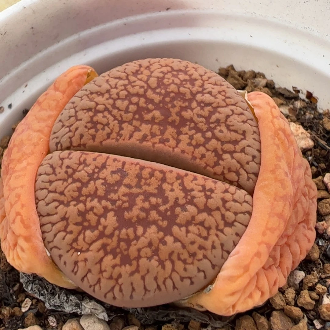 多肉植物百科585
