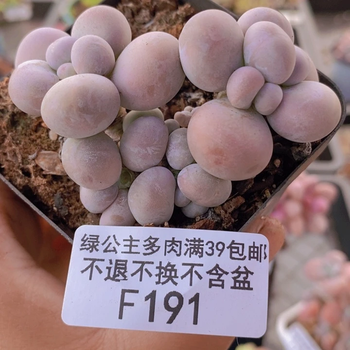 芭比奶洛7cm191多肉植物