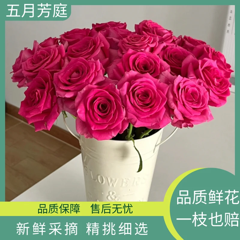 【弗洛伊德】玫瑰新鲜鲜花花束云南鲜花基地直发适合客厅装饰