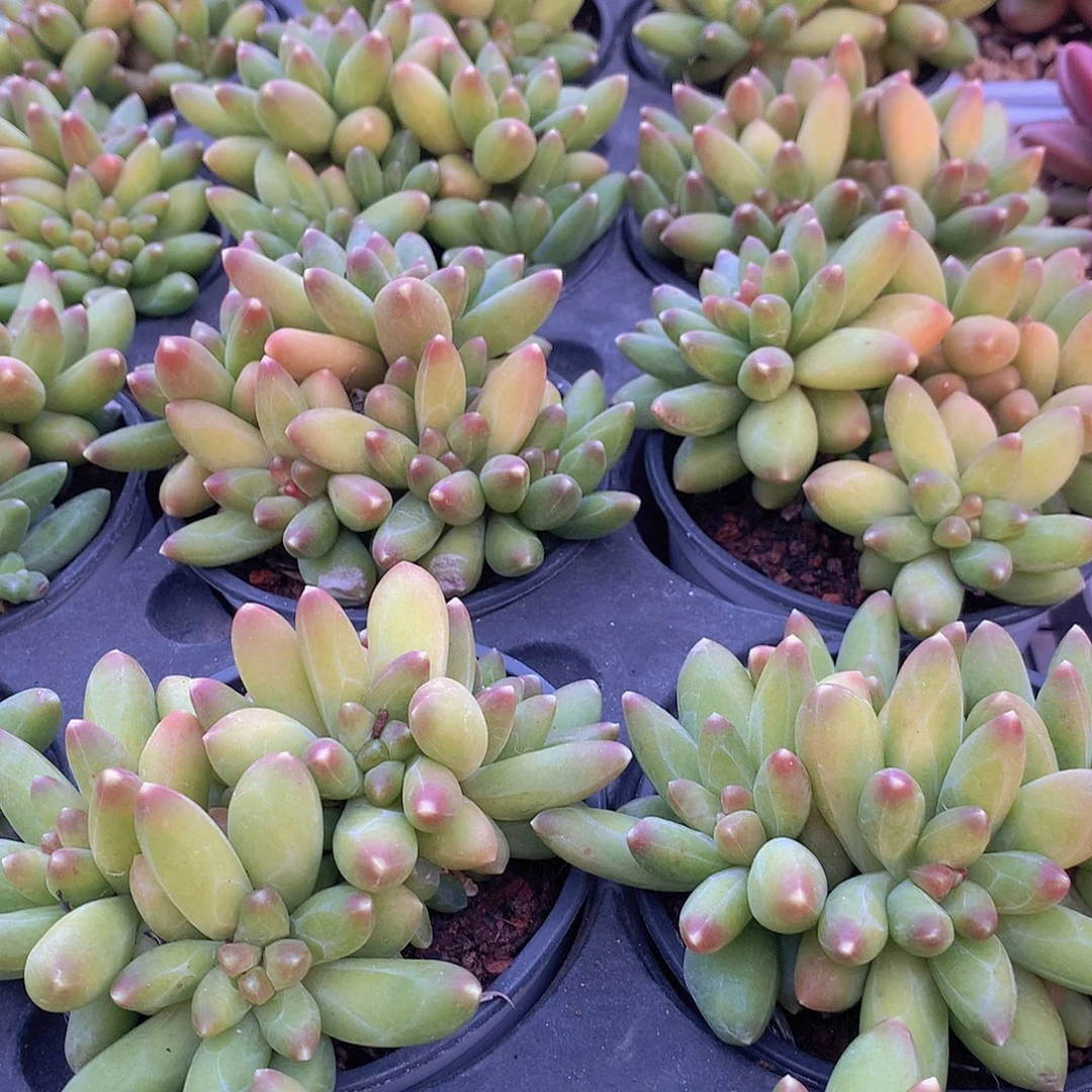 优选千代田3456778999999