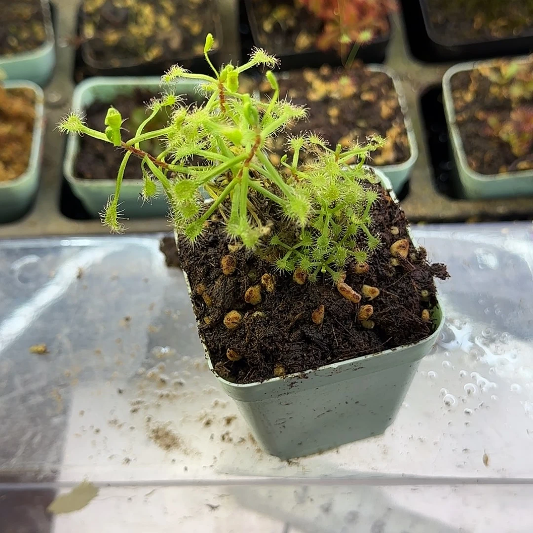 完全开放马达加斯加