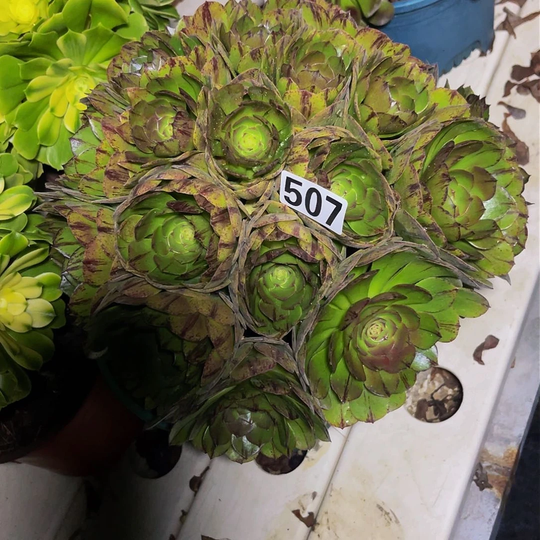 法师法师3-33包邮法师