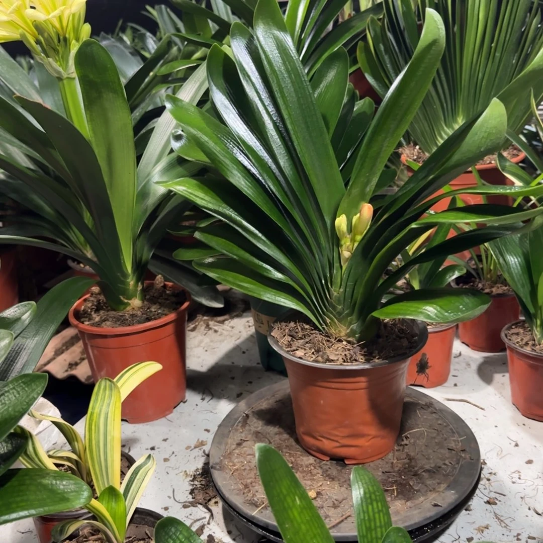 完全开放一物一拍