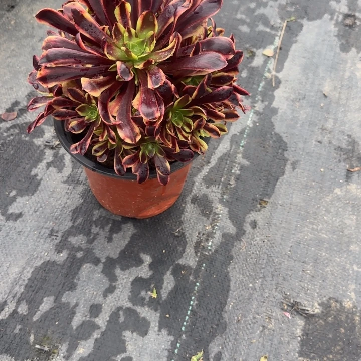 @***@9-63欧嘉莉多肉不包售后