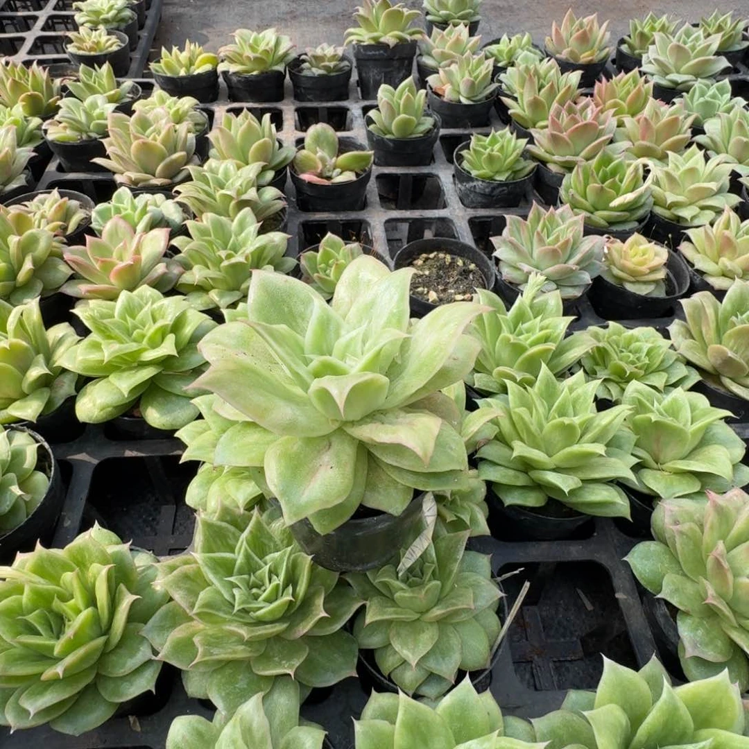 多肉杂交一物一拍20-128