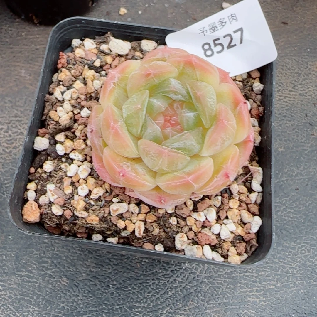 白恋，8527多肉植物