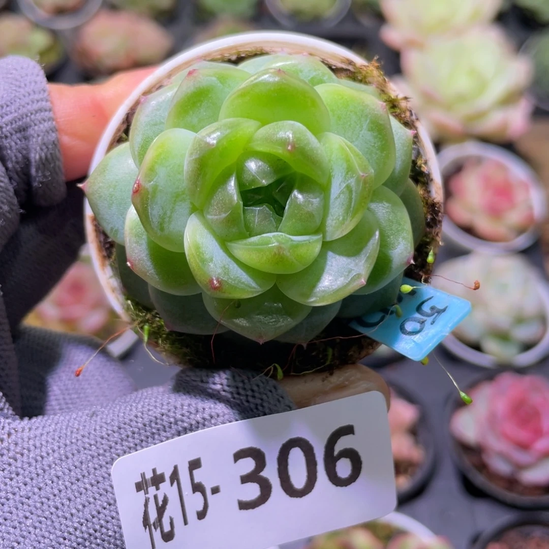 花利美15-306珍妮