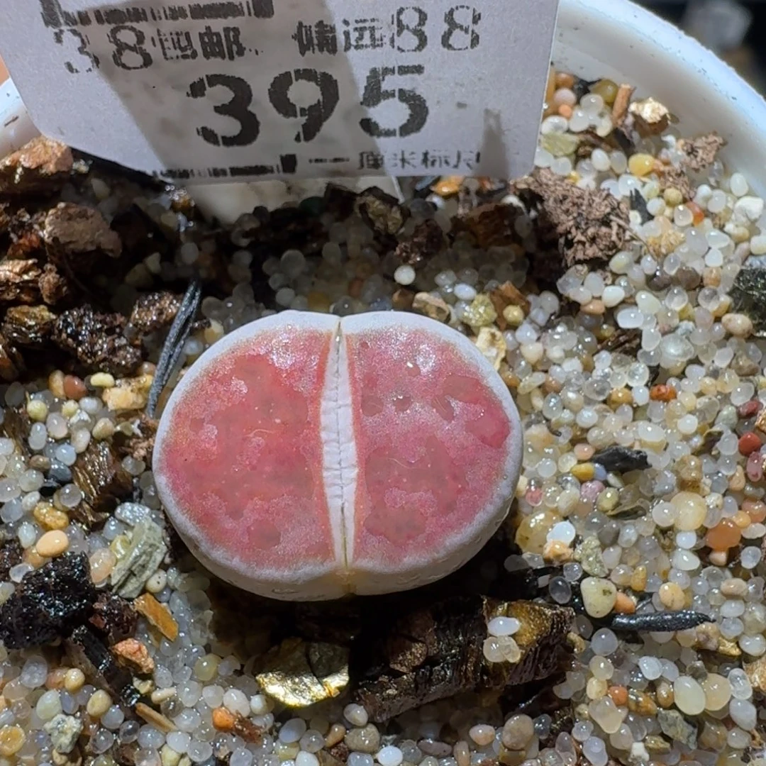 Sss精品生石花395