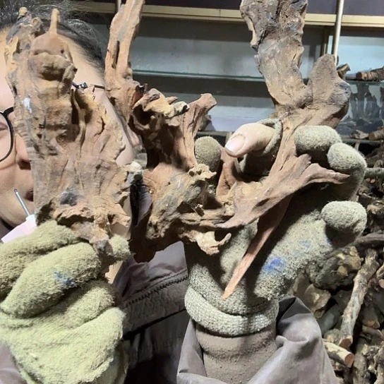 香榧木青**衣火琉璃的故事毛料摆件