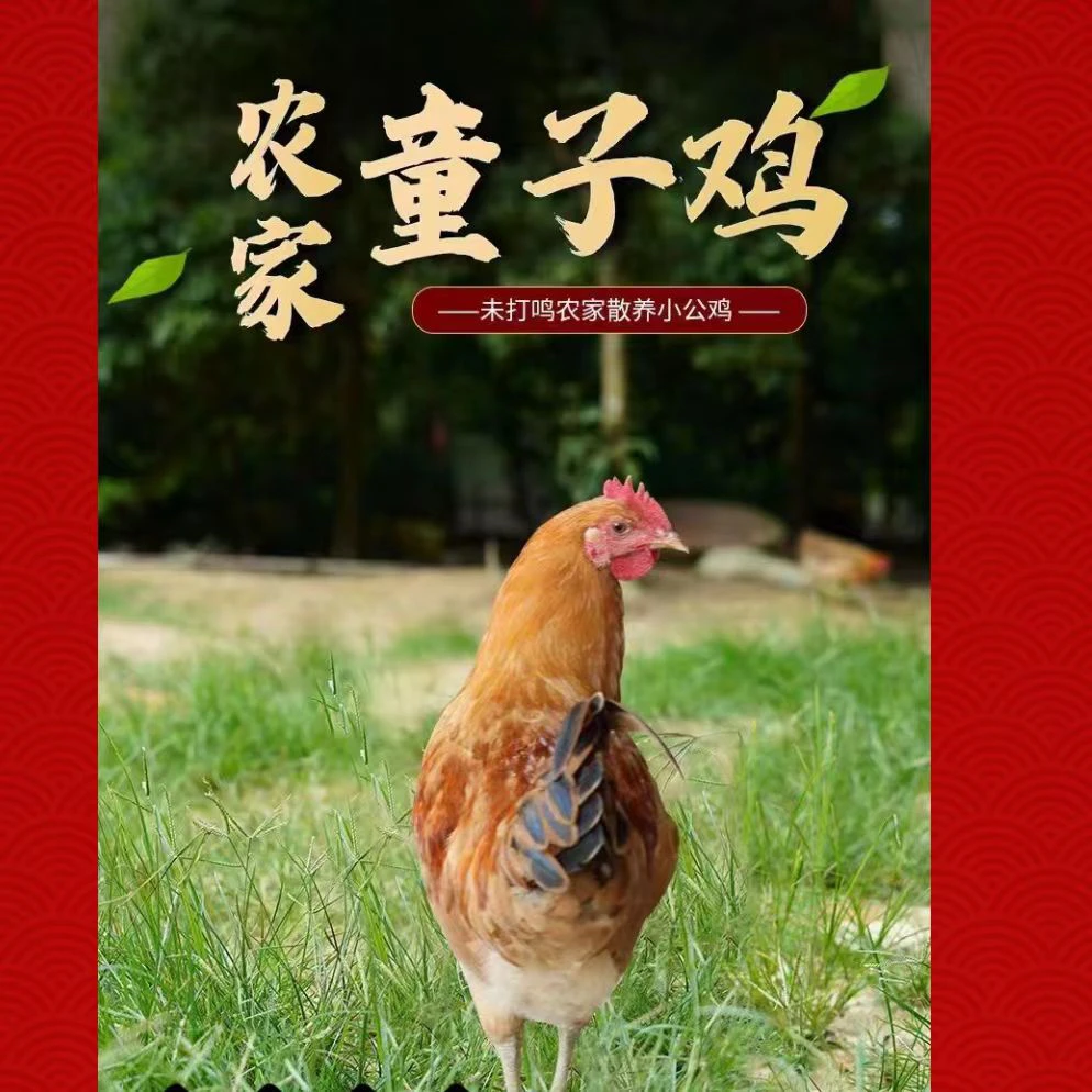 【闽北散养童子鸡】福建山林散养童子鸡小公鸡小母鸡牧鸡顺丰包邮