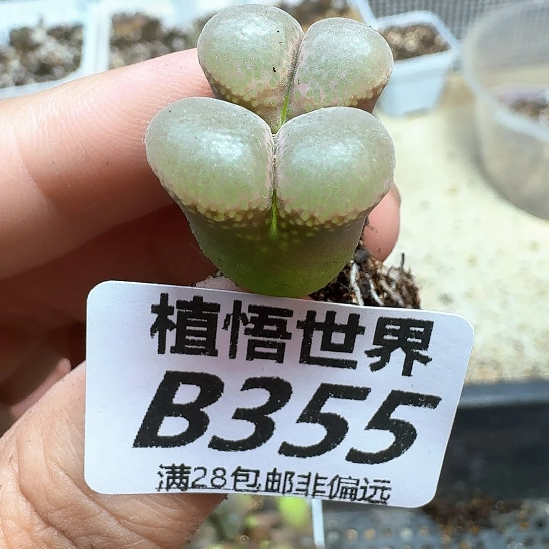 多肉植物的润泽额g g