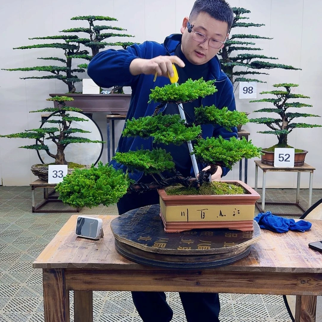 无花朵柏树造型盆景