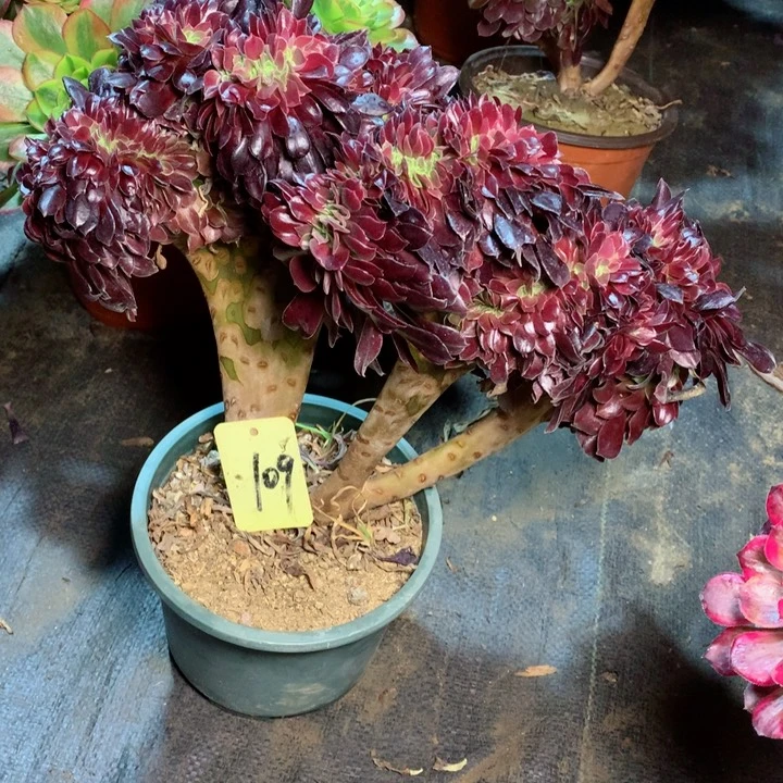 109欧缀多肉一物一拍