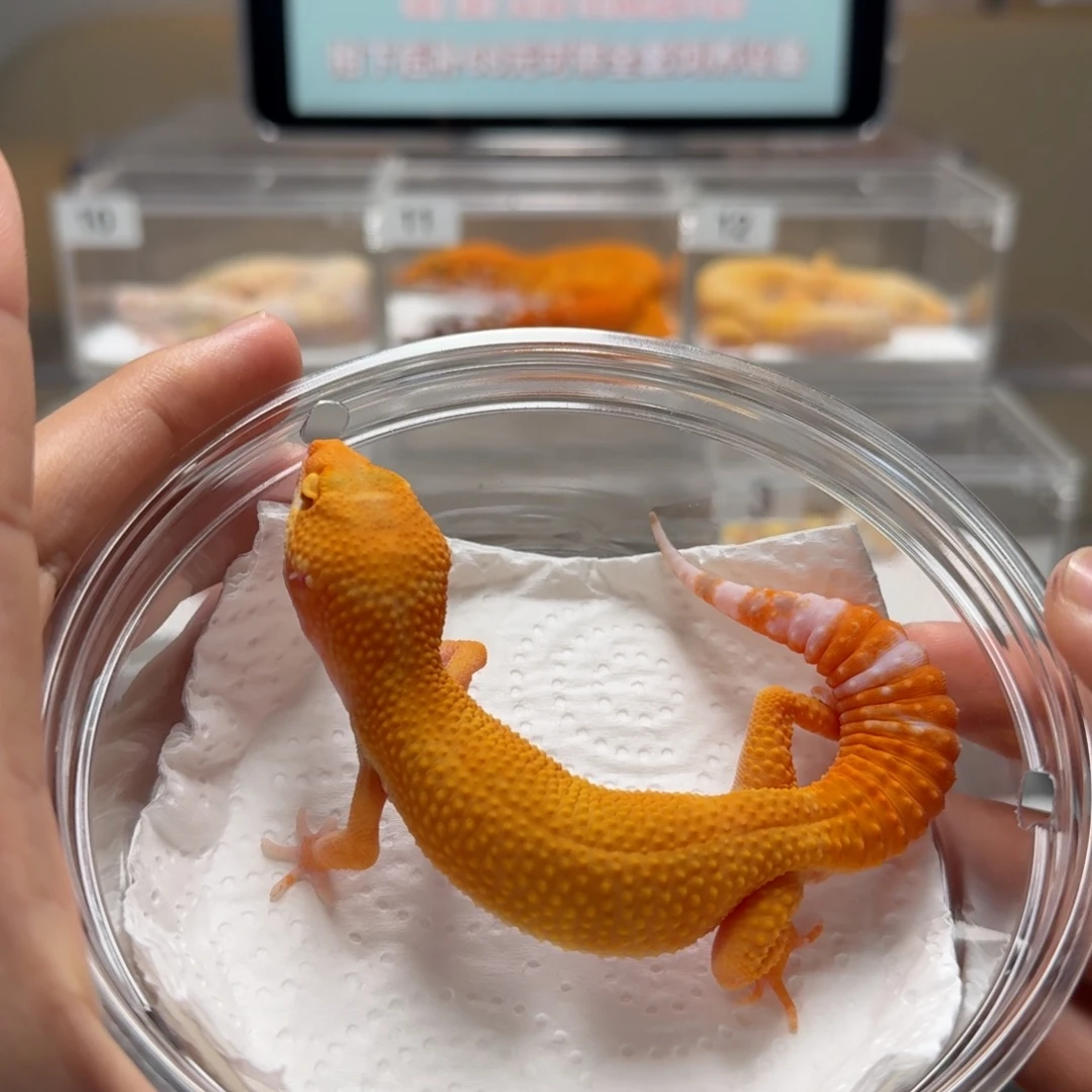 豹纹守宫阳光弟弟