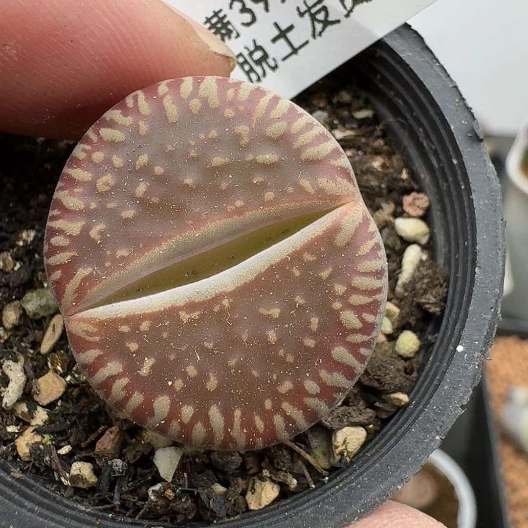 566多肉哈哈哈哈哈哈