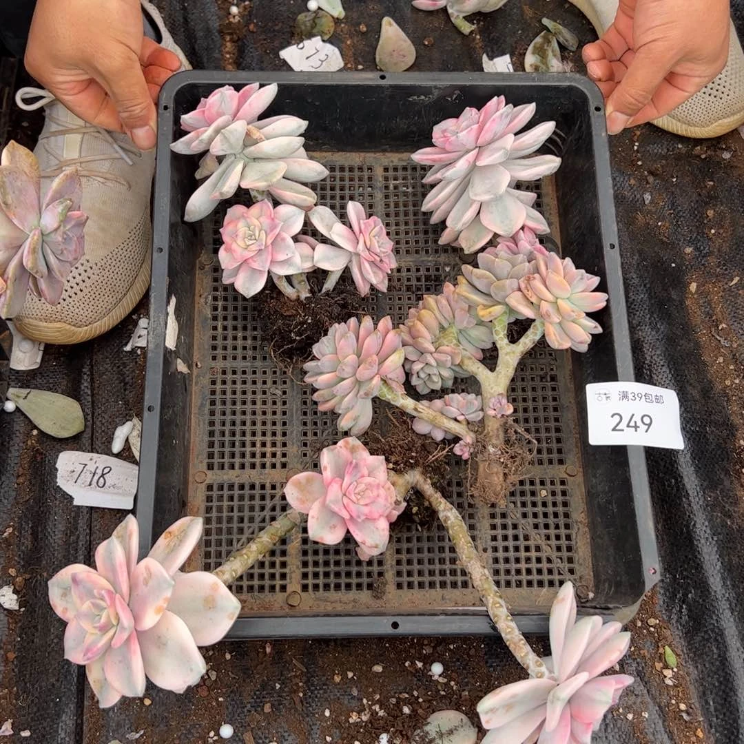 249多肉植物纤维维生素的