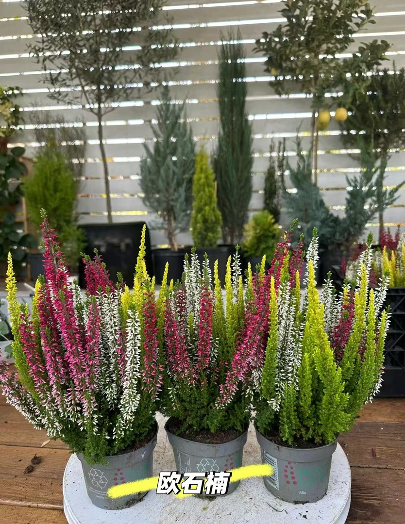 欧石楠发货色彩鲜艳花期持久不易褪色的观花植物