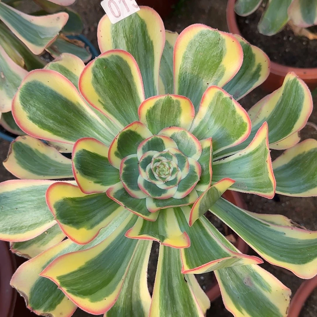 多肉植物王妃015