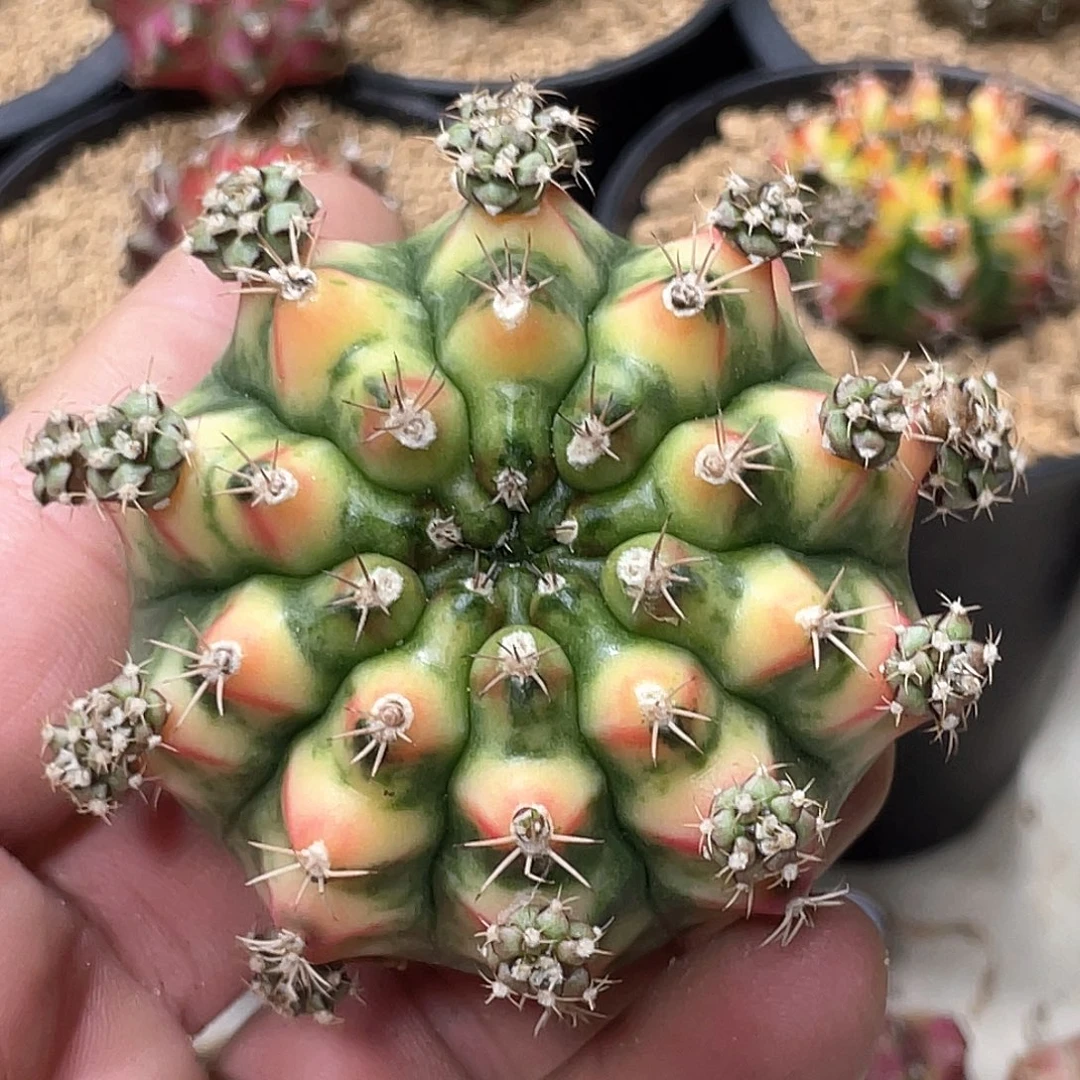 无花朵泰系名品侧，拿玻璃艺术