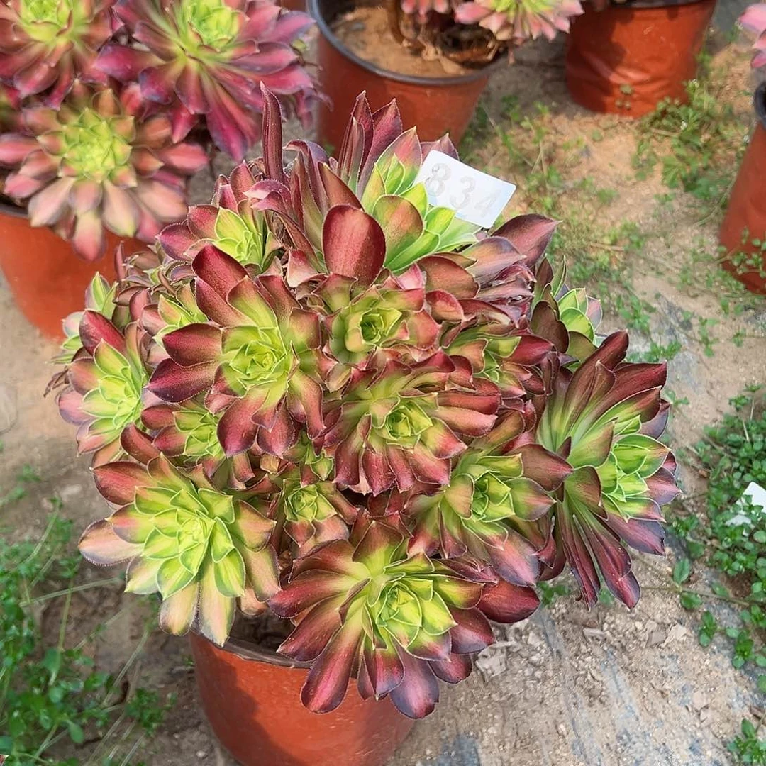 紫砂茶宠韶华老桩834号