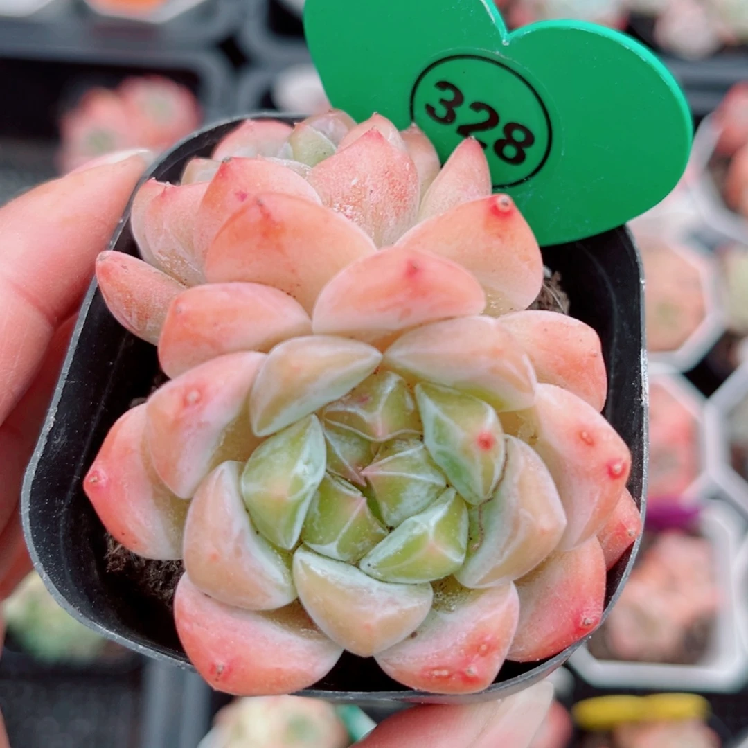 328号小老桩糖心双头