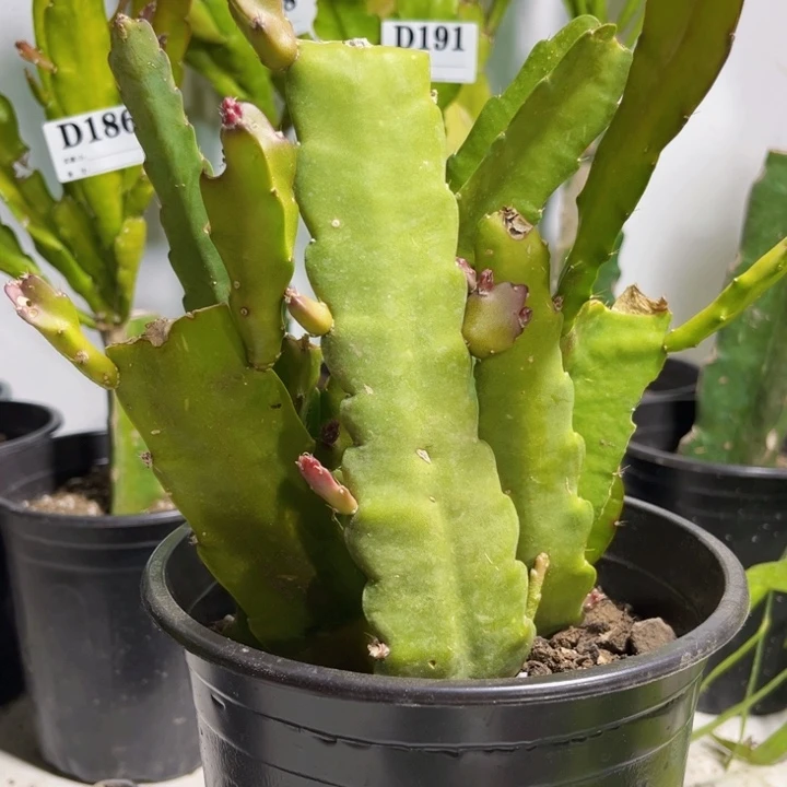 当前无花栽培后可以开花208