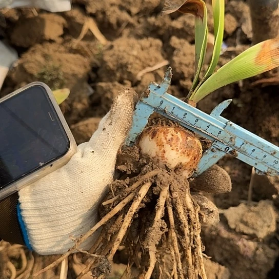 羽后5-6cm不带侧