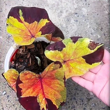 四*502-0530落日天空泰国发货