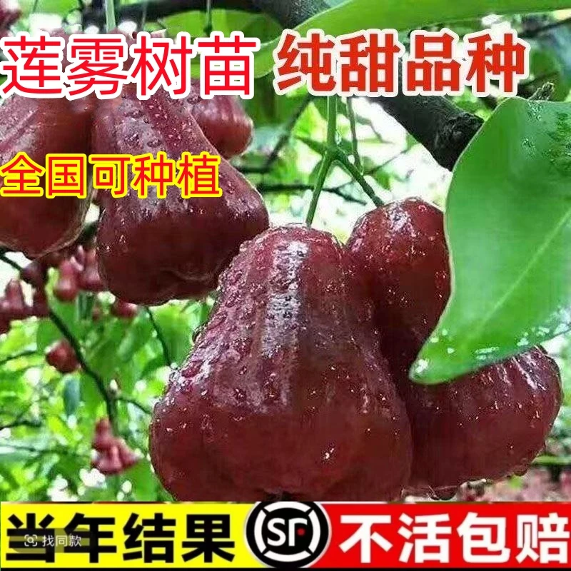 莲雾树苗正宗台湾黑金刚黑糖芭比莲雾嫁接苗大叶红耐寒果树苗大全