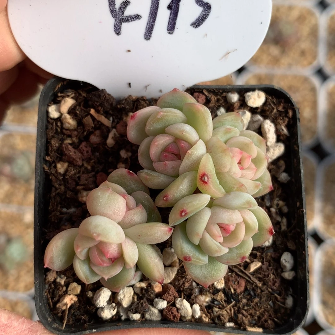 5头红色恋人无砍群4793