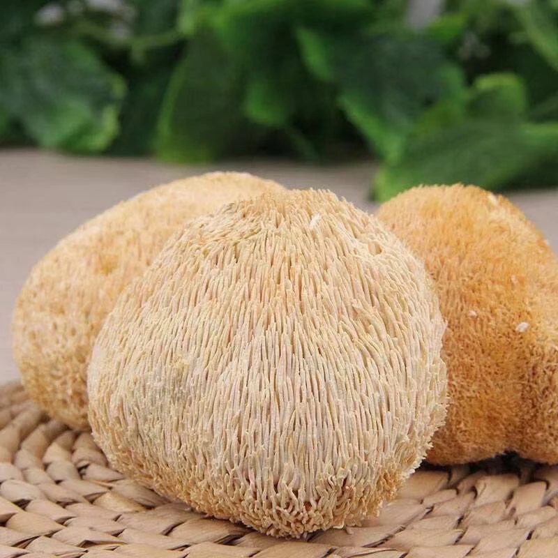 云南山货农家山货猴头菇