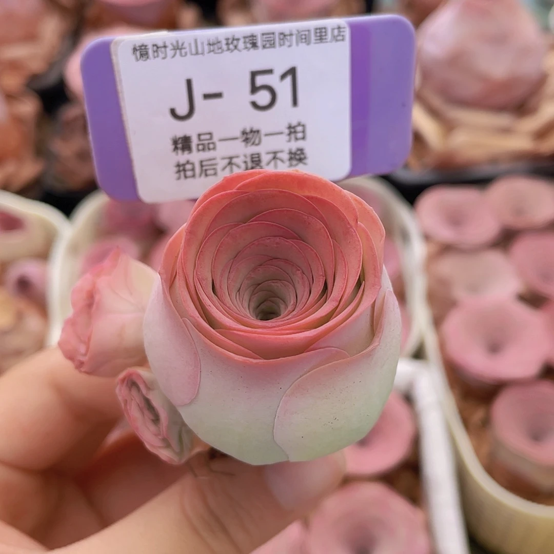 山地玫瑰J51满38包邮裸根发货