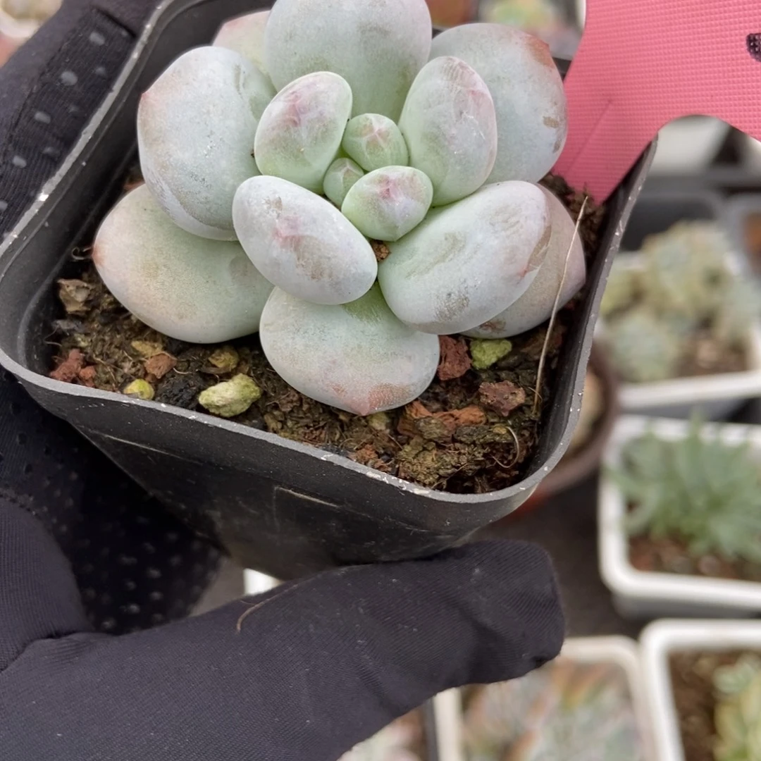 翔***子1755雪宝宝多肉植物