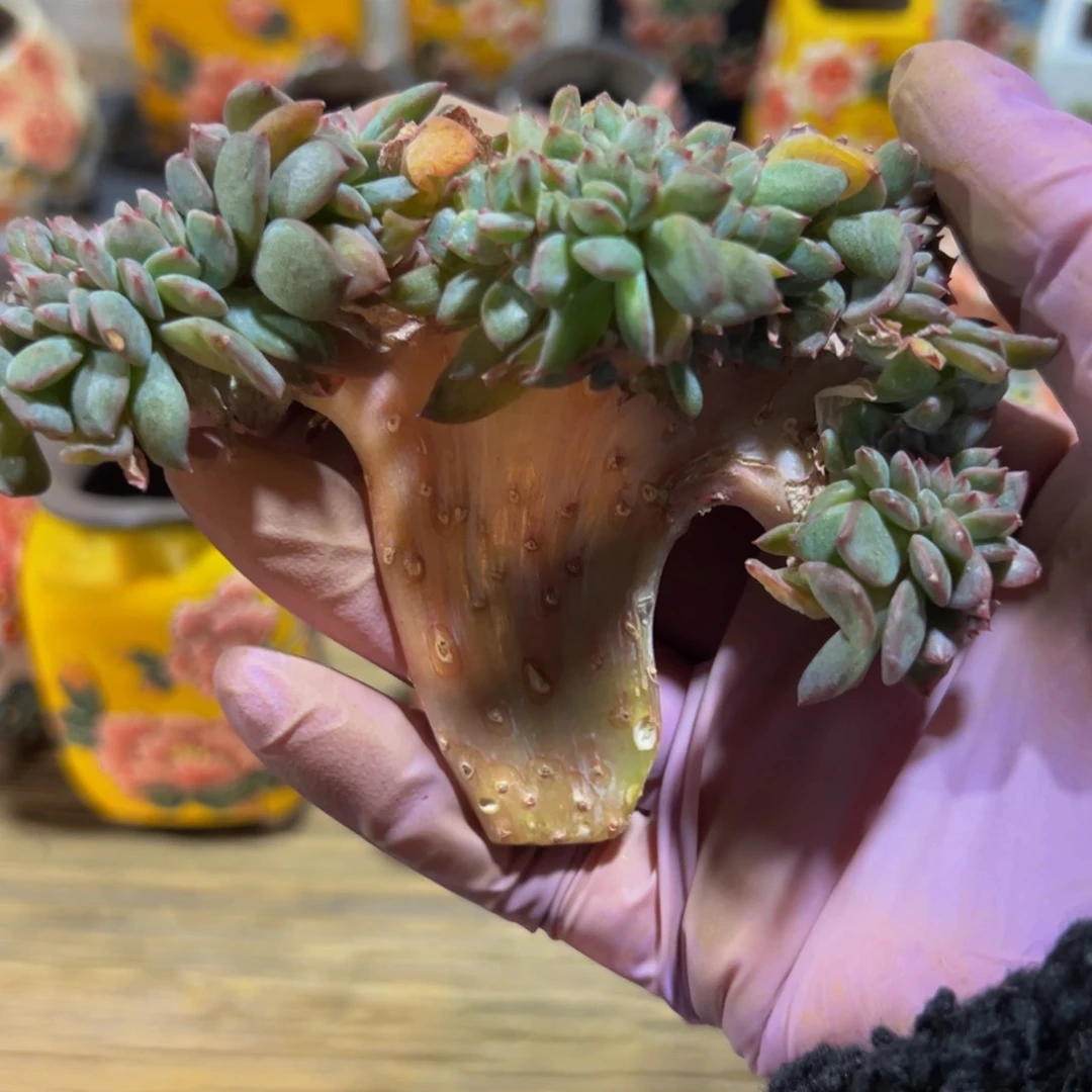 r**g新年快乐 新年快乐 新年快乐