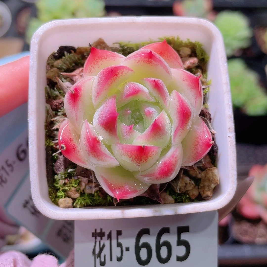 花利美15-665美瞳