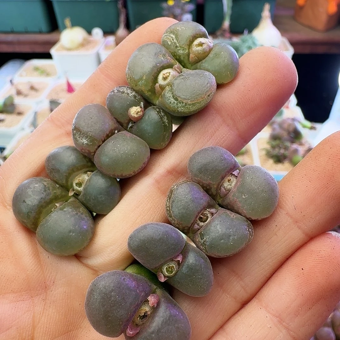 紫罗兰瑕疵清框介意慎拍885