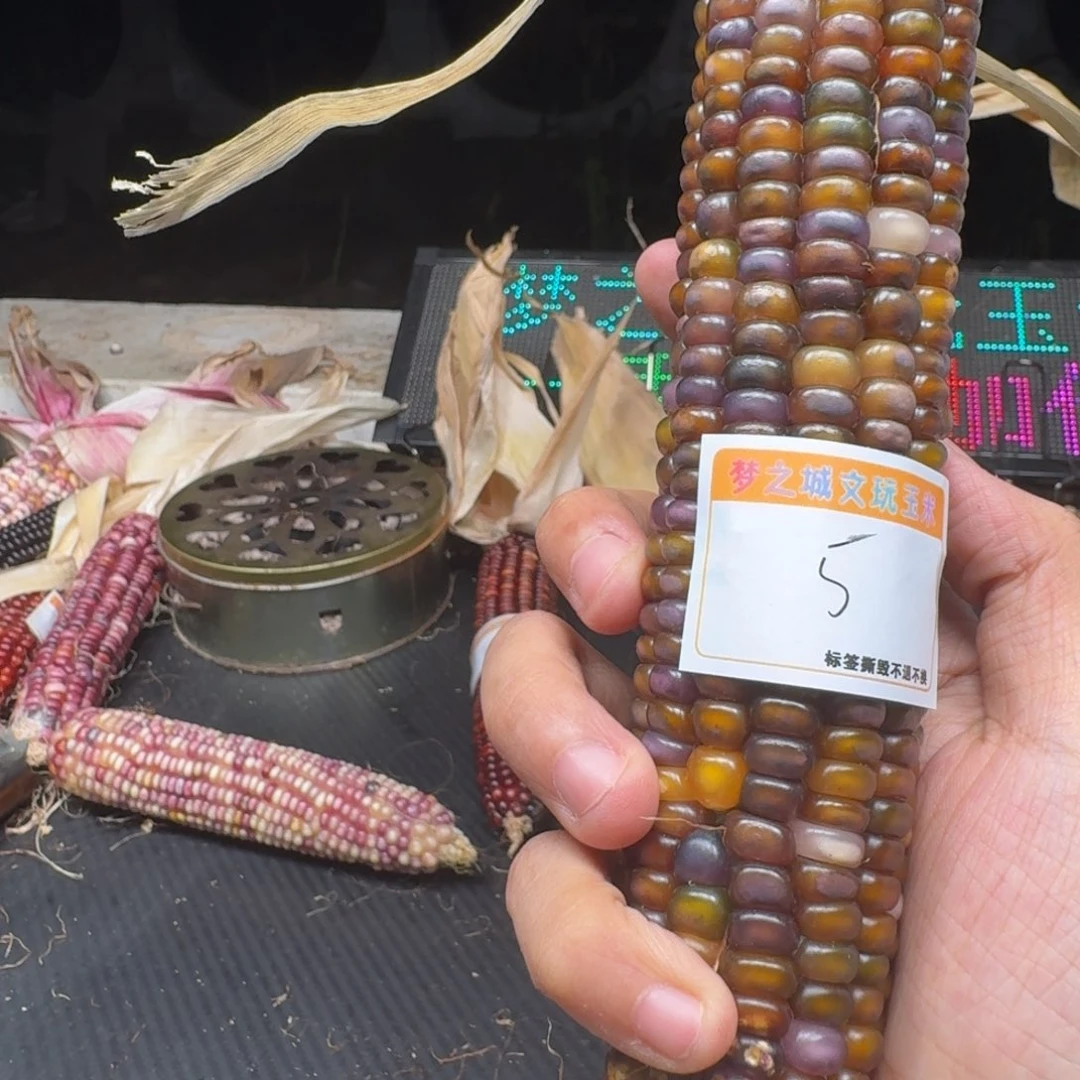 妞***吊坠柏香籽/百香籽