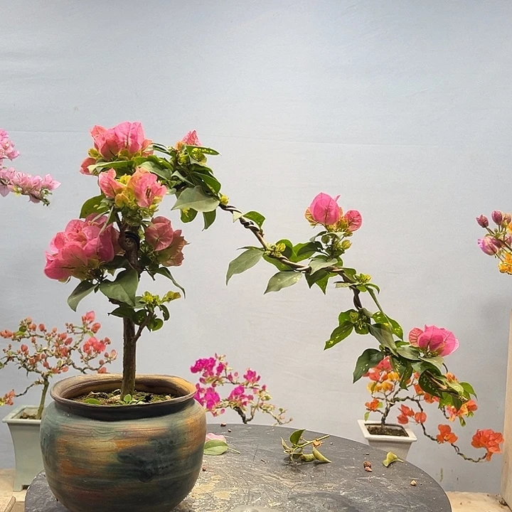 完全开放三角梅一物一拍