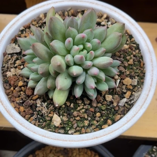 麦***兜岩字 群生 夏鸣园艺