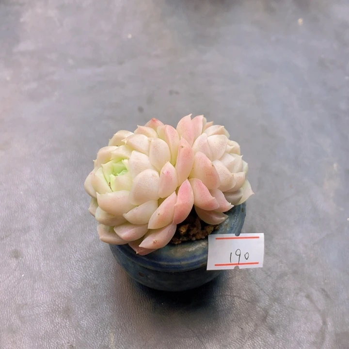 一物一拍满30包邮 190