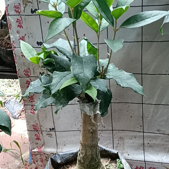 想***.完全开放四季金莲子