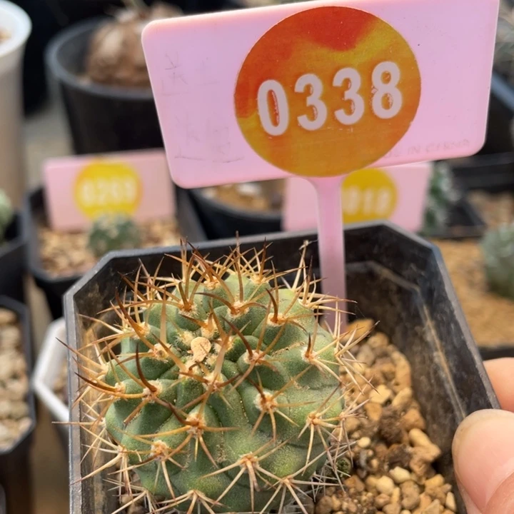 实生黑耀玉03380338