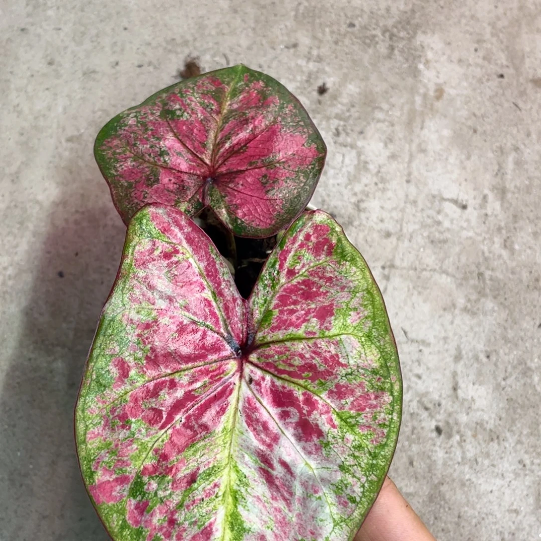 完全开放个体养定发货