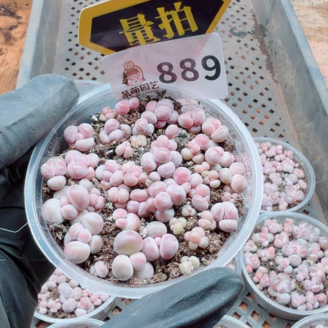 多肉植物多肉植物