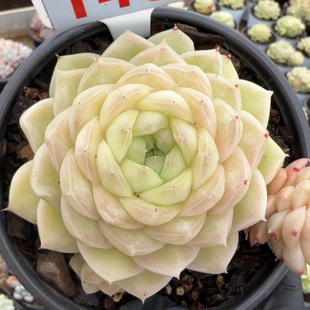 145。    梨花白多肉