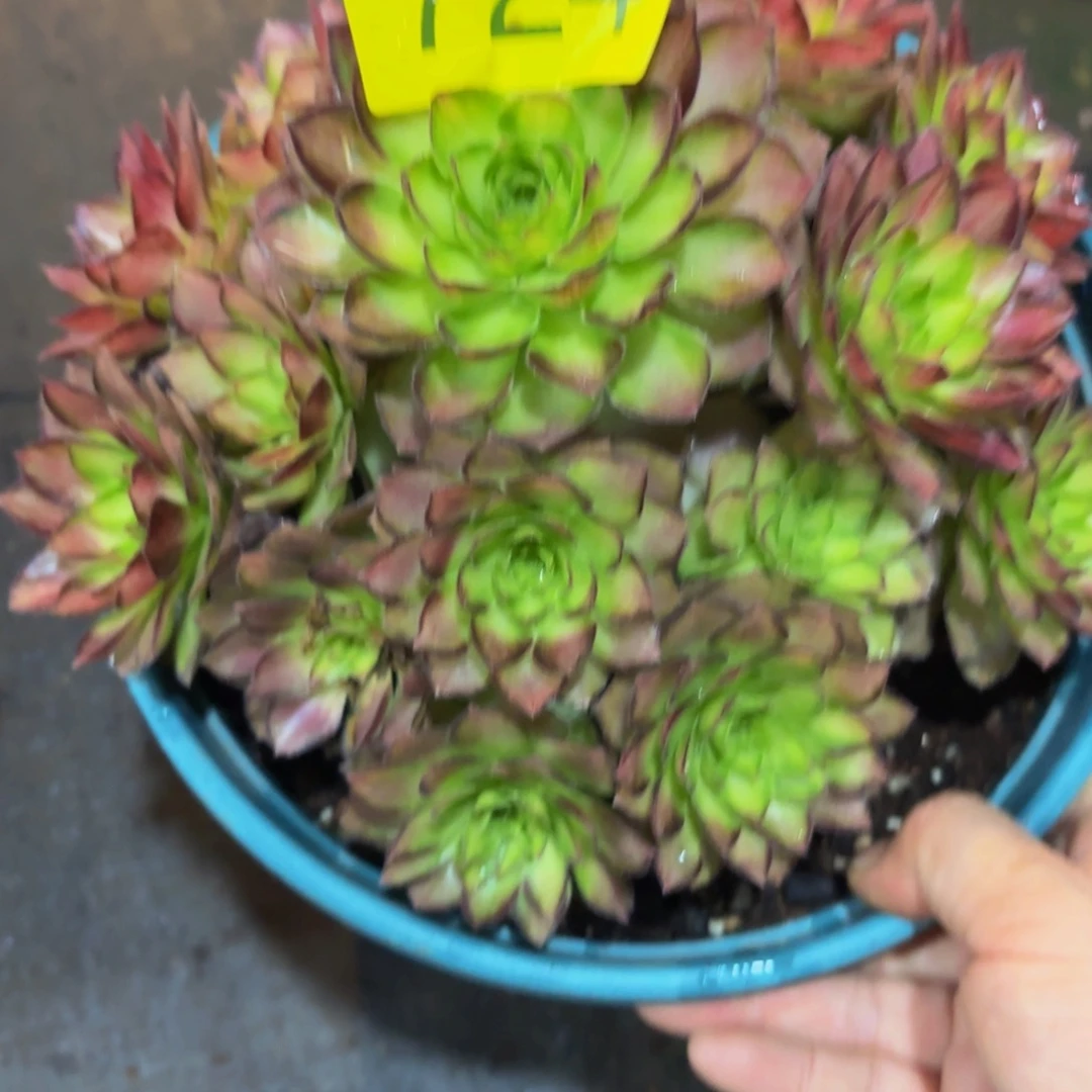 哈哈多肉葡萄多肉葡萄724