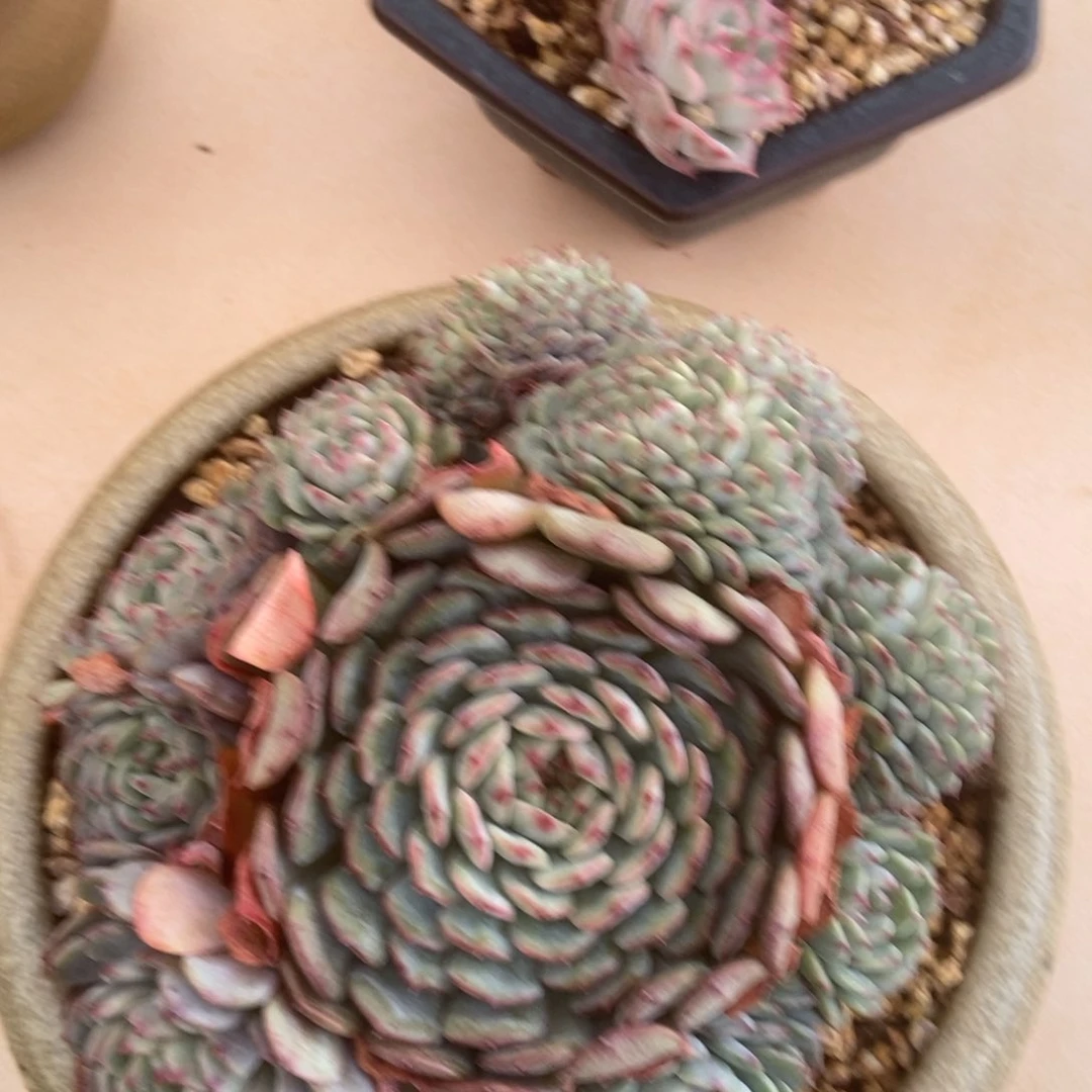 白胖子缀多肉多肉多肉