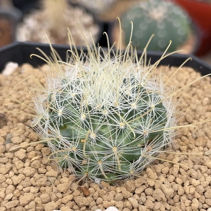 阳炎实生仙人球