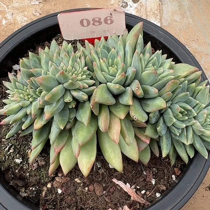 美人缀化086多肉植物